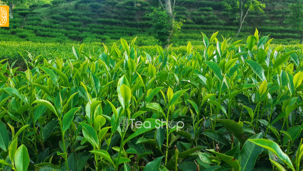 Shelf Life of Tea