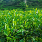 Shelf Life of Tea