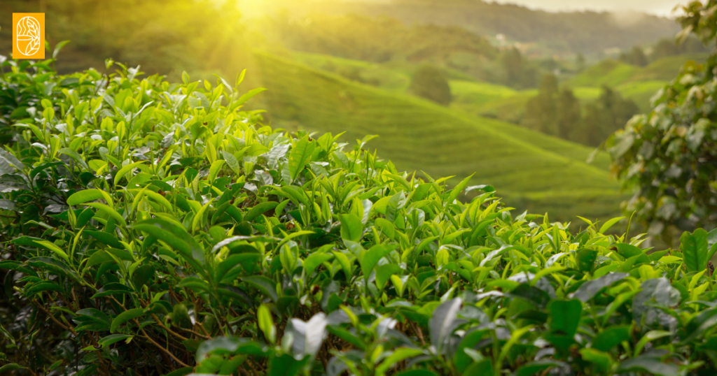 tea leaf business