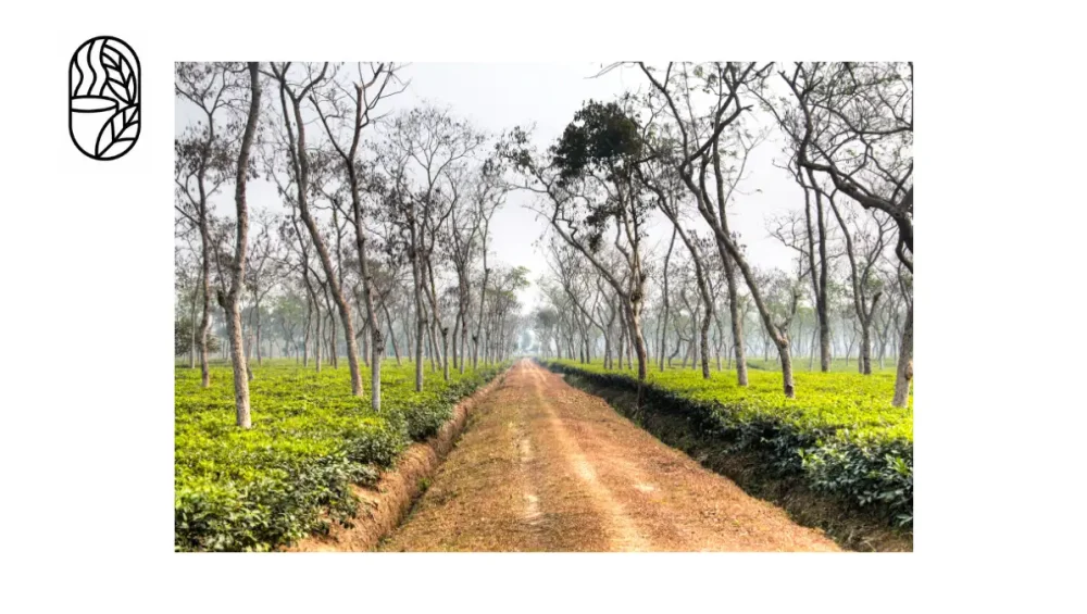 Best Popular Tea In Bangladesh