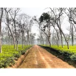 Best Popular Tea In Bangladesh