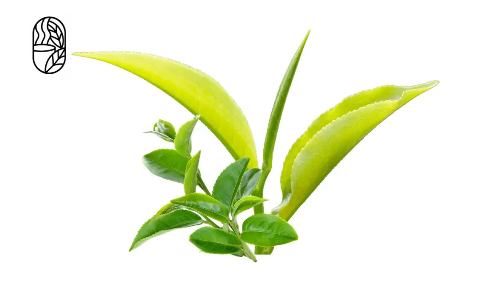 Best Leaf Tea