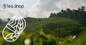Lipton green tea price in bd