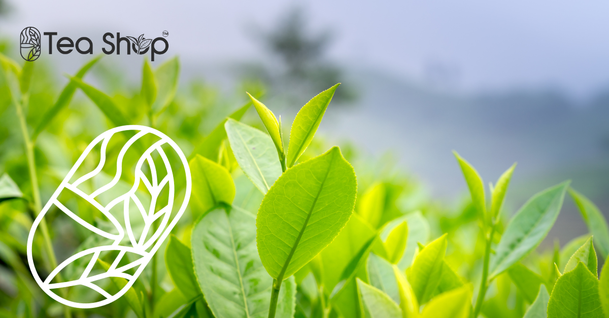 organic slimming tea price in bangladesh