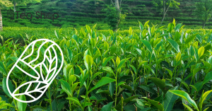 organic tea brands in Bangladesh