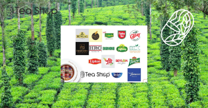 Finlay Tea Estate