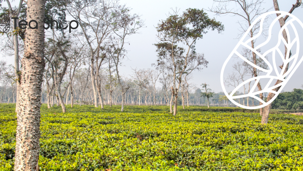 malnicherra tea estate