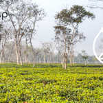 malnicherra tea estate