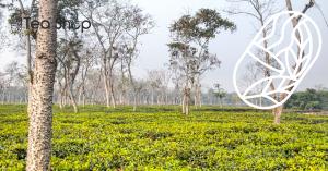 malnicherra tea estate