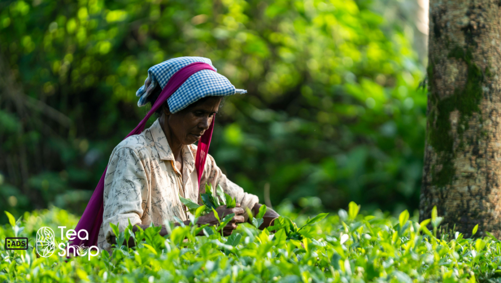 1kg Tea Price in Bangladesh
