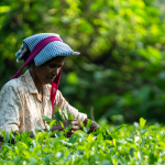 1kg Tea Price in Bangladesh