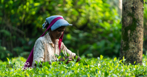 1kg Tea Price in Bangladesh