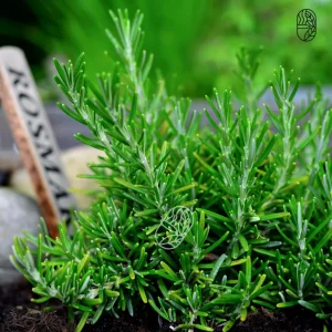 Rosemary Tea price in Bangladesh