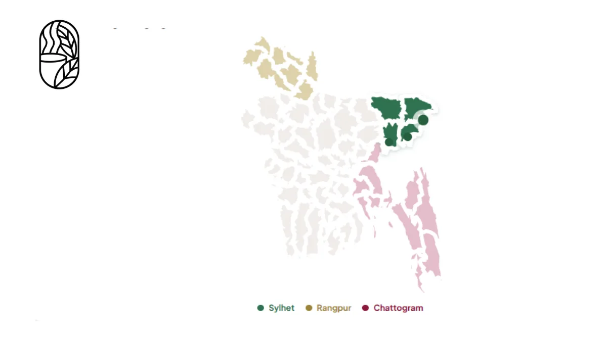 Bangladesh Tea Origin Guide for New Buyers