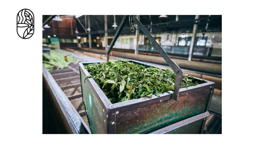 How Tea Is Produced in Bangladesh