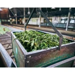 How Tea Is Produced in Bangladesh