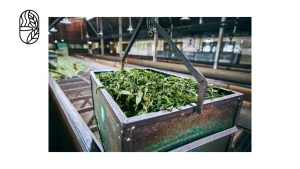 How Tea Is Produced in Bangladesh