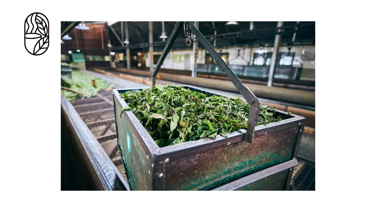 How Tea Is Produced in Bangladesh