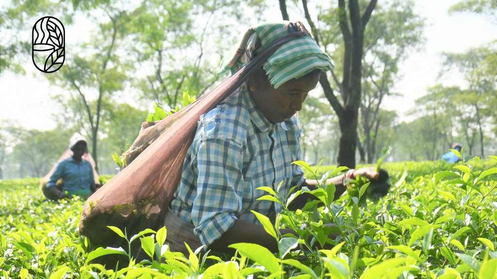 Tea Shop BD focuses on Bangladesh-origin tea