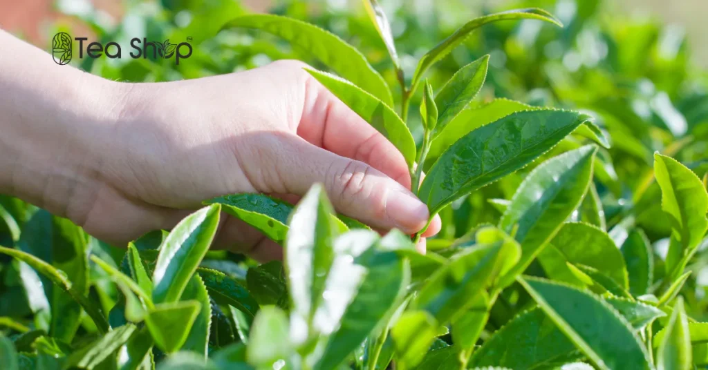 Freshly Plucked Leaf and Fresh Packaged Tea Are Different
