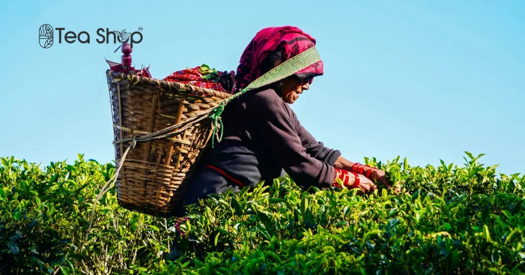 How Can You Identify Fresh Tea