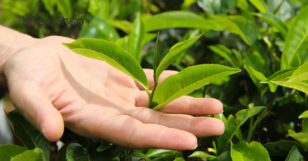 How to Identify Fresh Tea Leaves in Bangladesh_ A Practical Buyer’s Guide