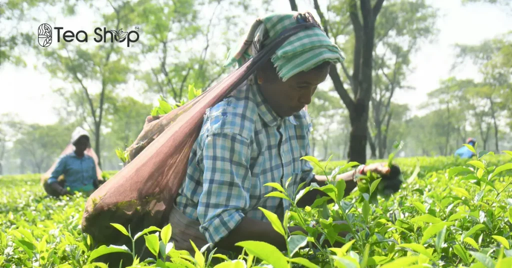 Panchagarh Tea on the Flavour Map