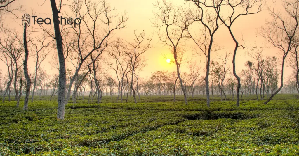 Tea in Bangladesh at a Glance