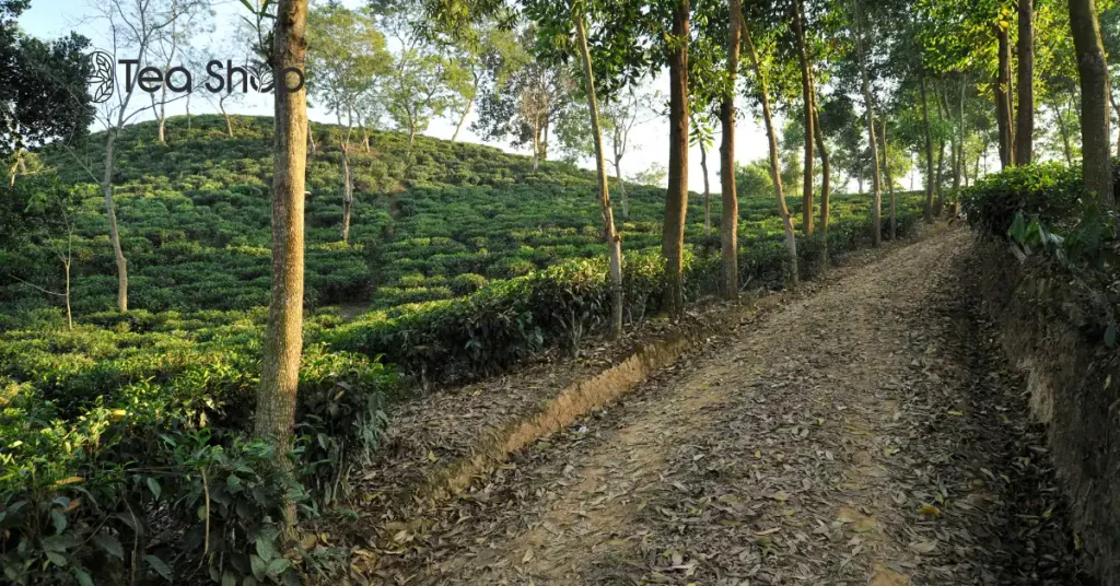 Tea in Bangladesh is difficult to describe as simply a drink