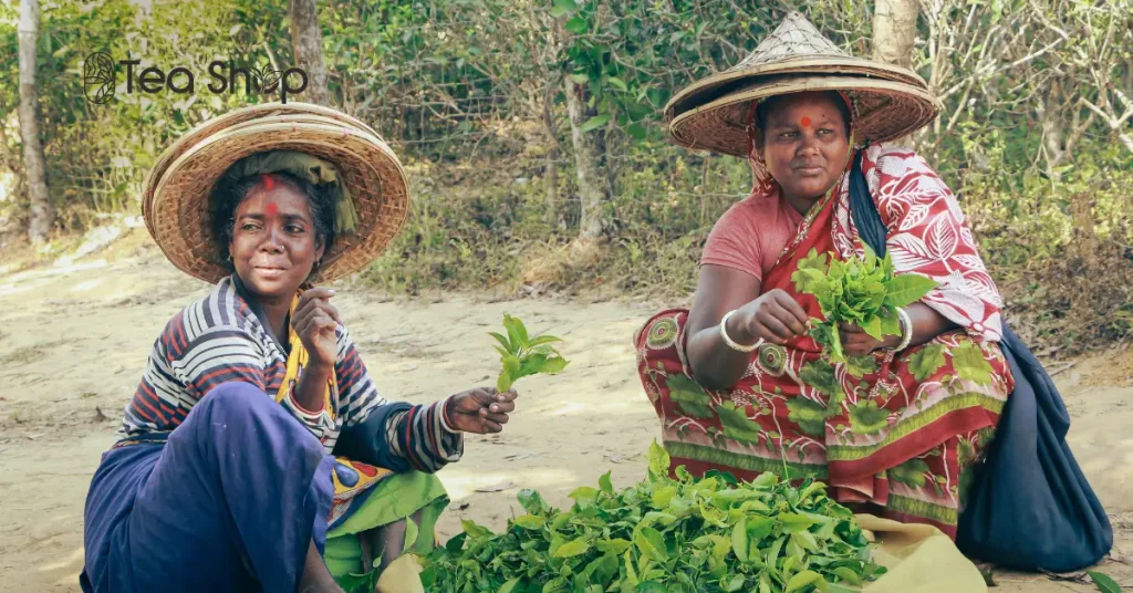 Tea in Bangladesh_ History, Culture and Modern Buying Guide