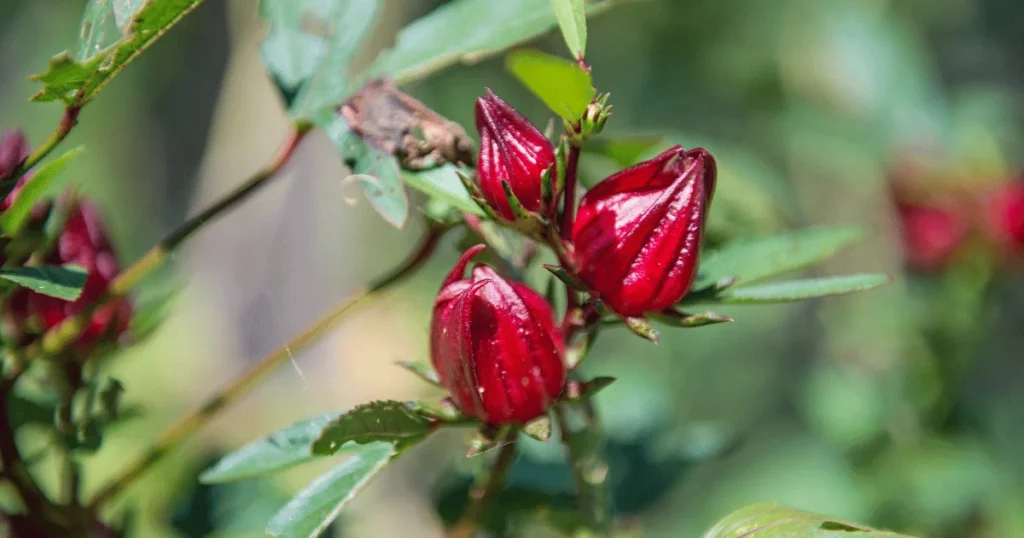 Rosella Tea in Bangladesh