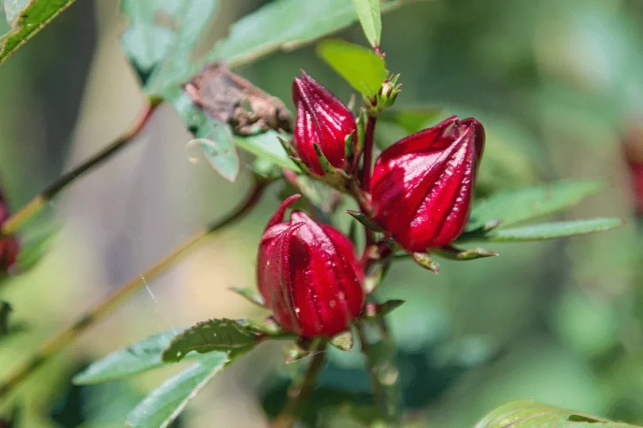 Rosella Tea in Bangladesh
